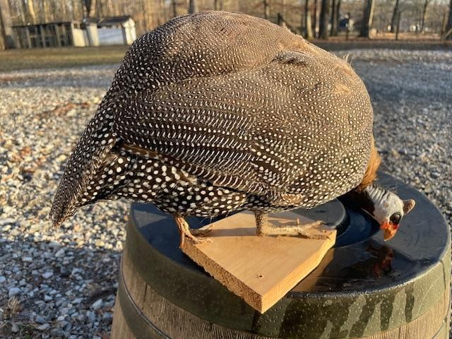 *New* AFRICAN GUINEA FOWL Bird Mount Perched on a Wood Base: *New* AFRICAN GUINEA FOWL Bird Mount perched on a Wood Base. It measures 15" Long x 10" Tall. Guinea fowl are endemic to Africa and rank among the oldest of the gallinaceous birds. This is a great