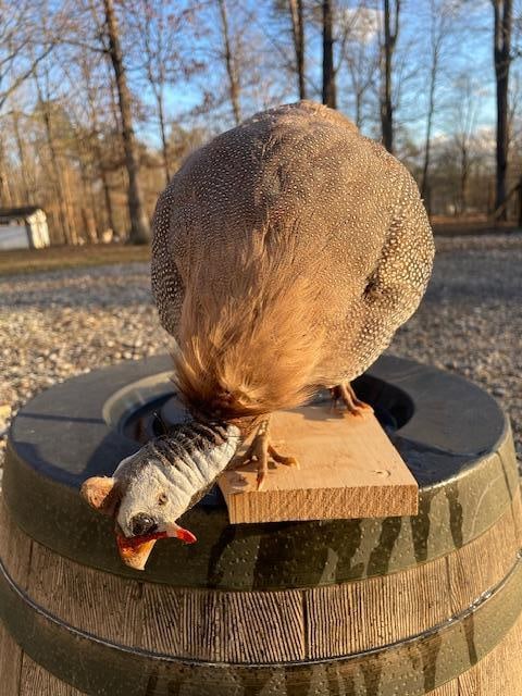 *New* AFRICAN GUINEA FOWL Bird Mount Perched on a Wood Base - 3