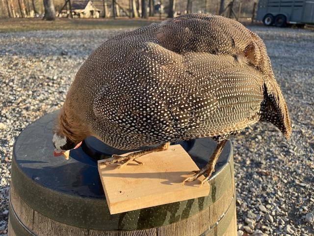 *New* AFRICAN GUINEA FOWL Bird Mount Perched on a Wood Base - 4