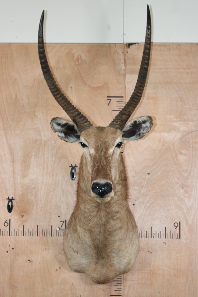 Big WATERBUCK Shoulder Mount: Big WATERBUCK Shoulder Mount. The Left Horn measures 29.75" Long and the Left Horn measures 29.25" Long. This is a Nice and Clean mount in Good Condition. TAXIDERMY 