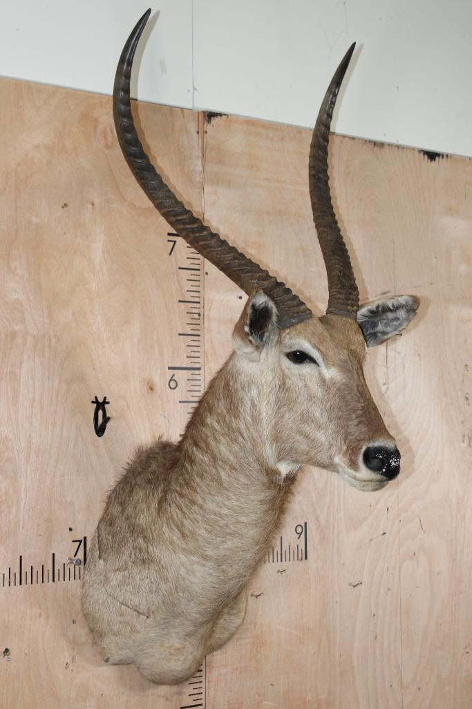 Big WATERBUCK Shoulder Mount - 2