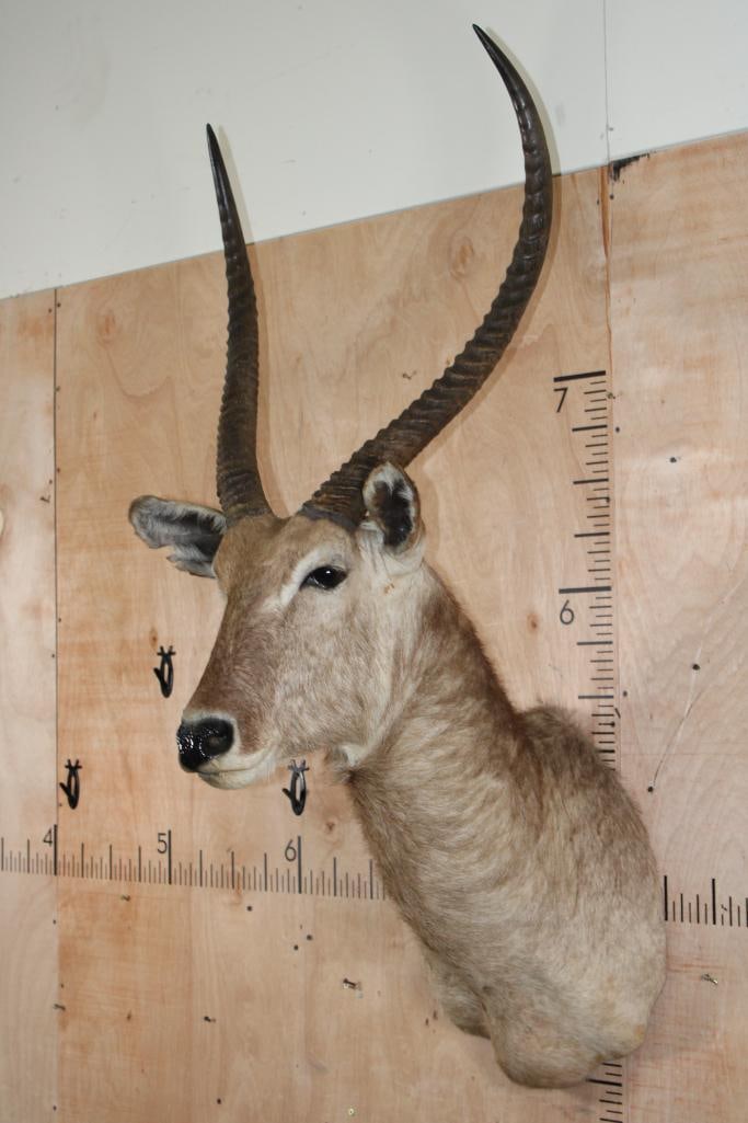 Big WATERBUCK Shoulder Mount - 3
