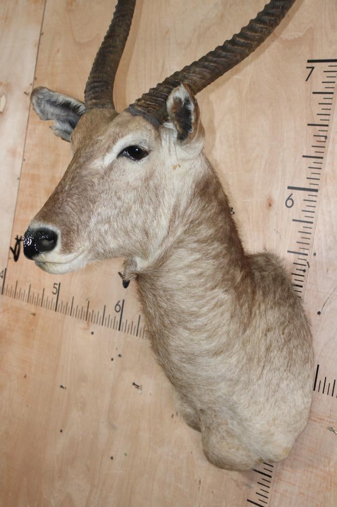 Big WATERBUCK Shoulder Mount - 4