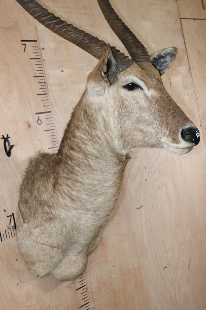 Big WATERBUCK Shoulder Mount - 5