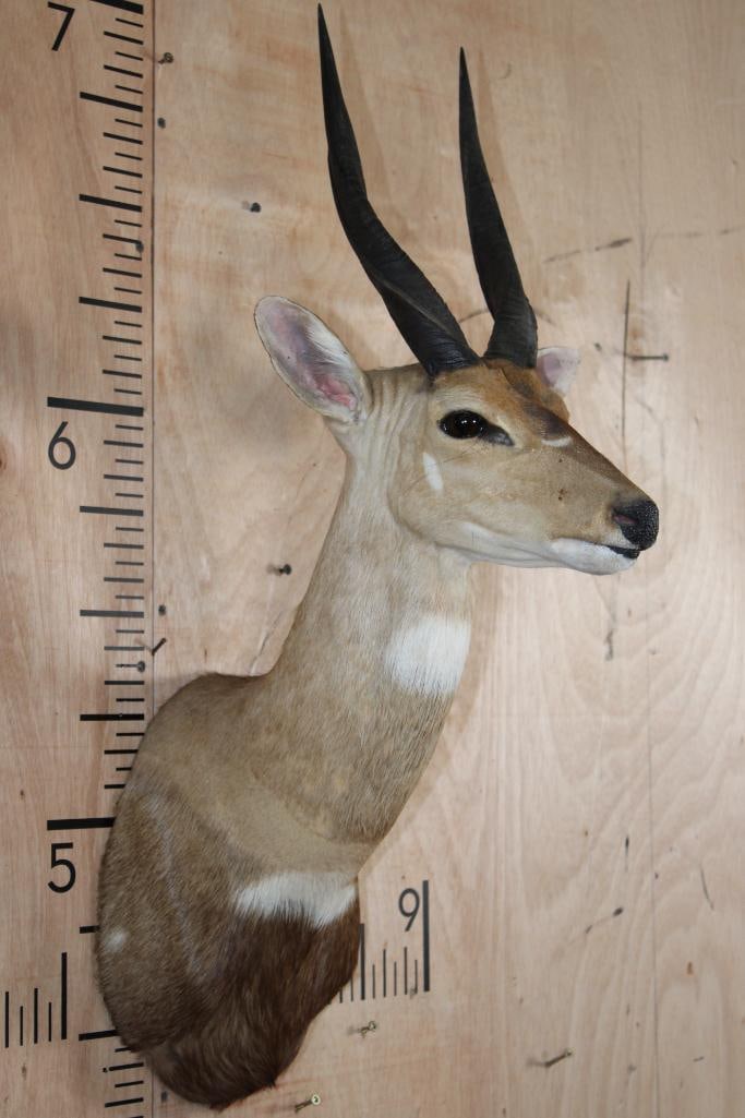 BUSHBUCK Shoulder Mount - 3