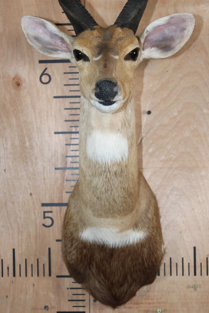 BUSHBUCK Shoulder Mount - 4