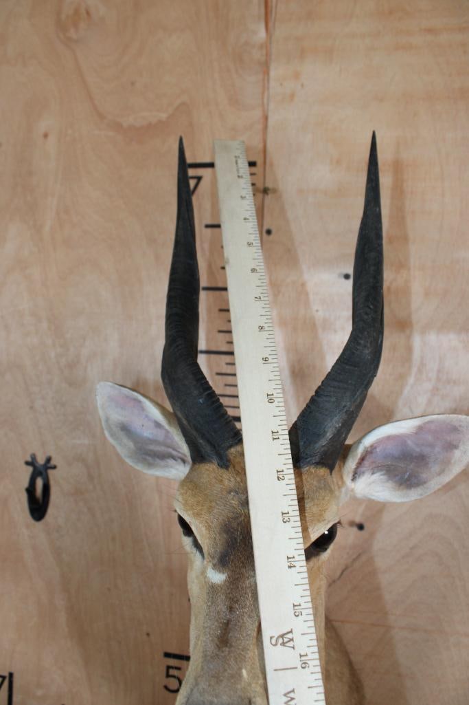 BUSHBUCK Shoulder Mount - 5