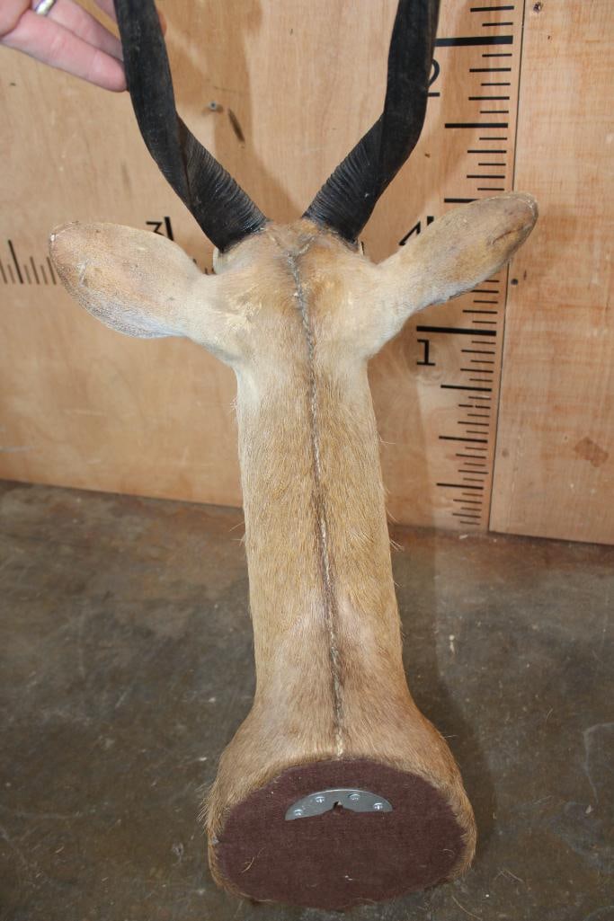 BUSHBUCK Shoulder Mount - 6
