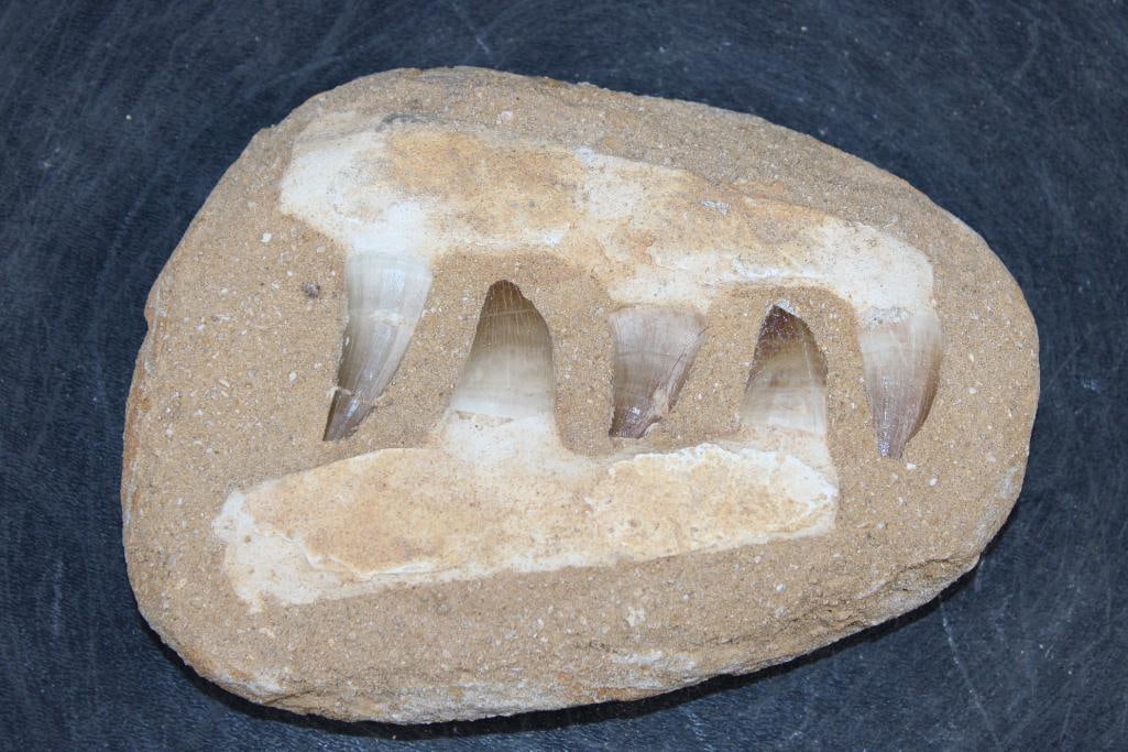 5 Fossilized MOSASAUR Teeth in a Matrix Display: 5 Fossilized MOSASAUR Teeth in a Matrix Display. The specimen measures 6 3/8" Long x 4.75" Wide x 1.5" Thick and the Total Weight is 1.5 lbs. Mosasaurs lived during the Late Cretaceous Period, from ab