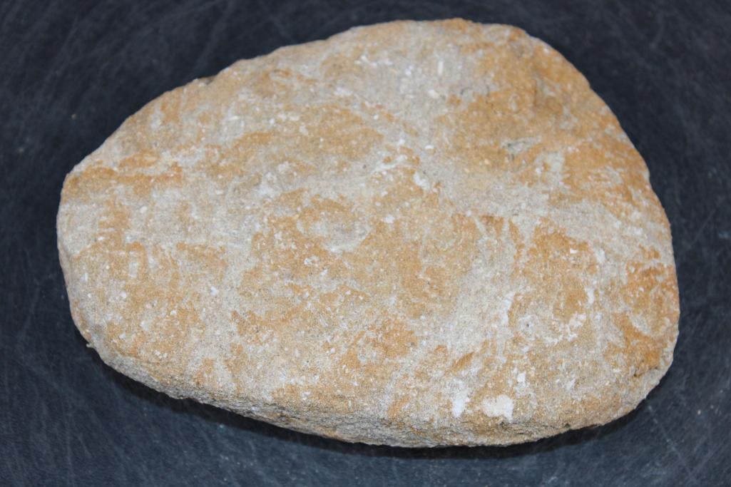 5 Fossilized MOSASAUR Teeth in a Matrix Display - 4