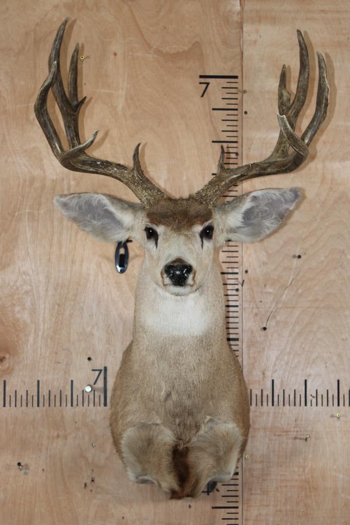12-Point MULE DEER Shoulder Mount (1 of 7)