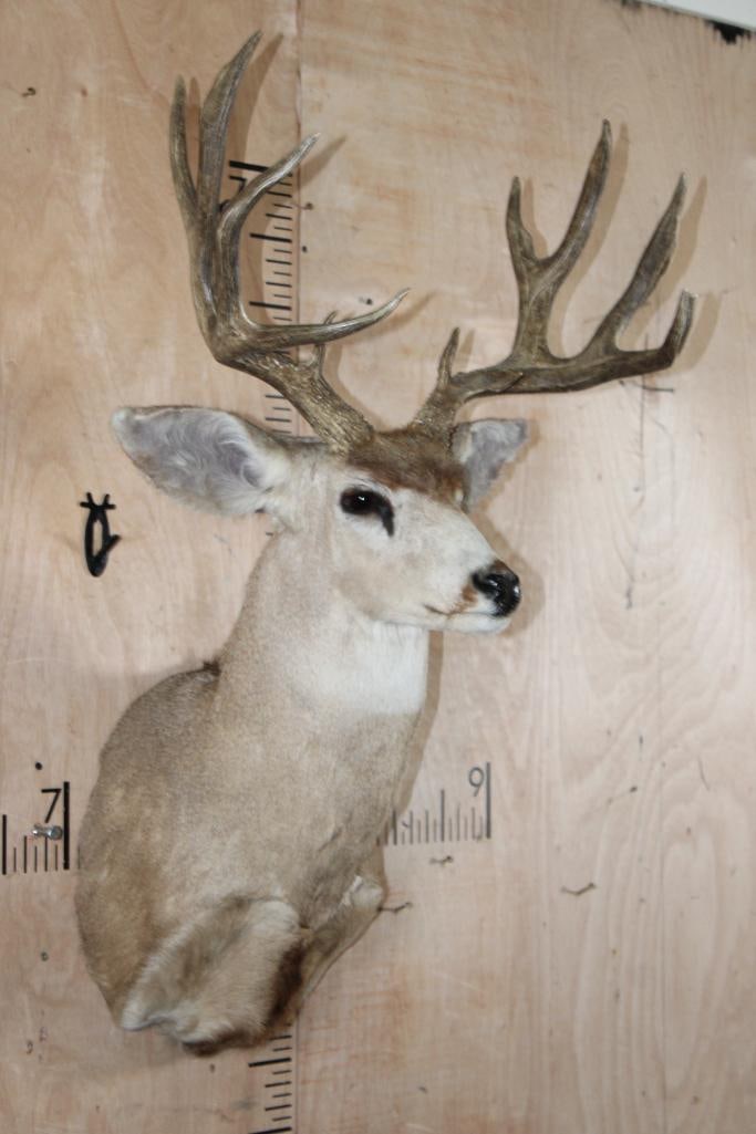 12-Point MULE DEER Shoulder Mount - 2
