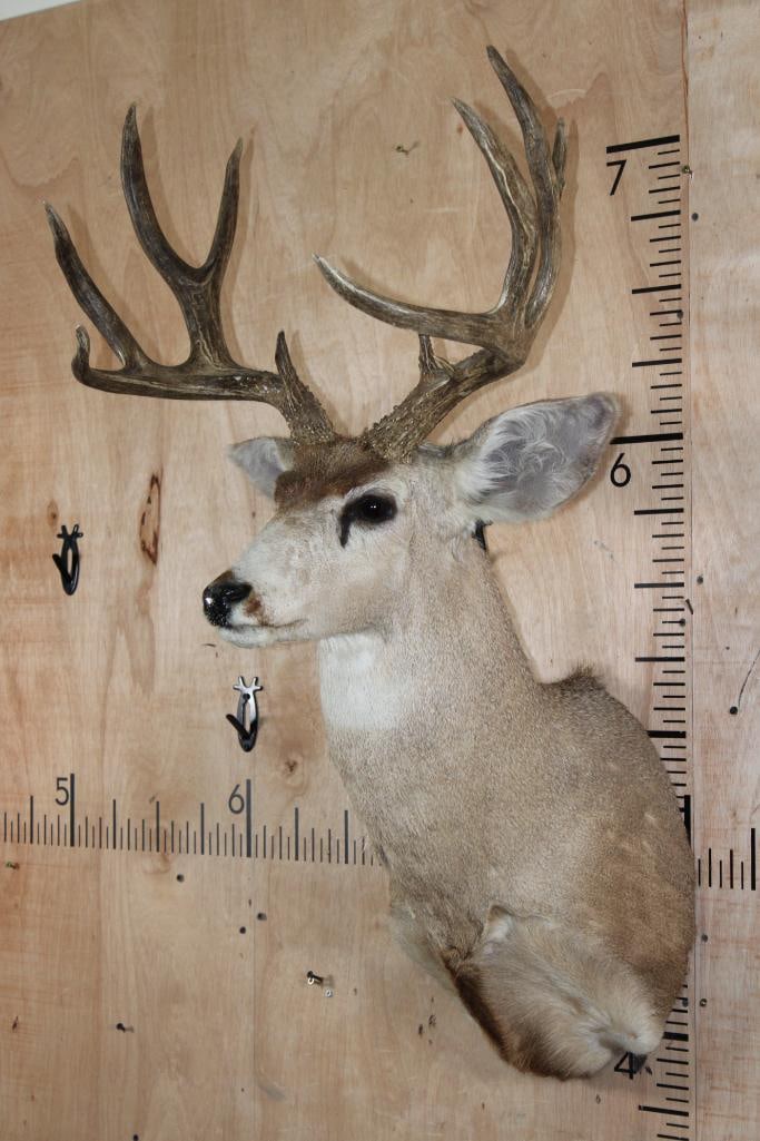 12-Point MULE DEER Shoulder Mount - 3