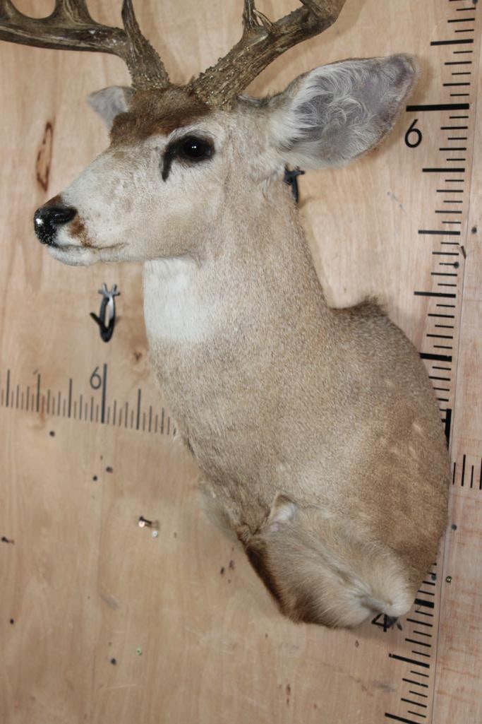 12-Point MULE DEER Shoulder Mount - 4