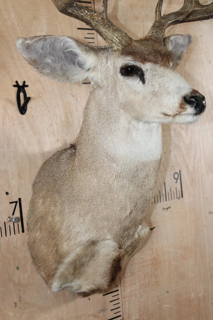 12-Point MULE DEER Shoulder Mount - 5