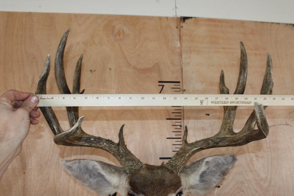 12-Point MULE DEER Shoulder Mount - 6