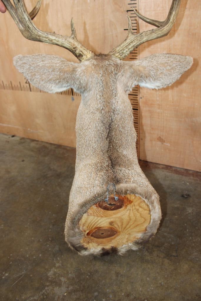 12-Point MULE DEER Shoulder Mount - 7