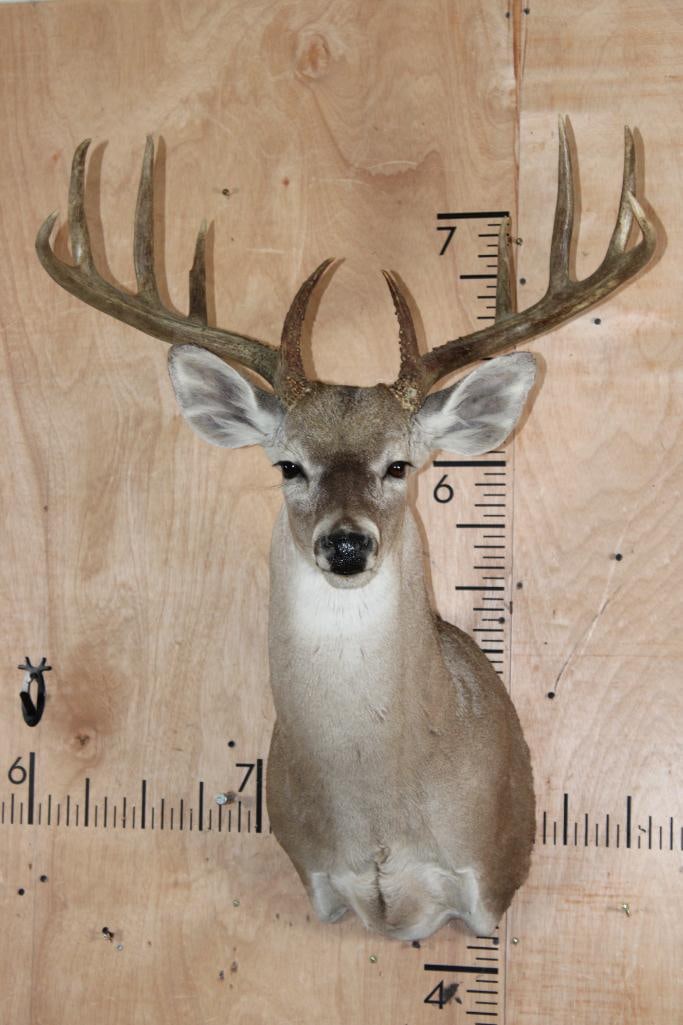 10-Point Typical WHITETAIL DEER Shoulder Mount with a Wide Rack (1 of 8)