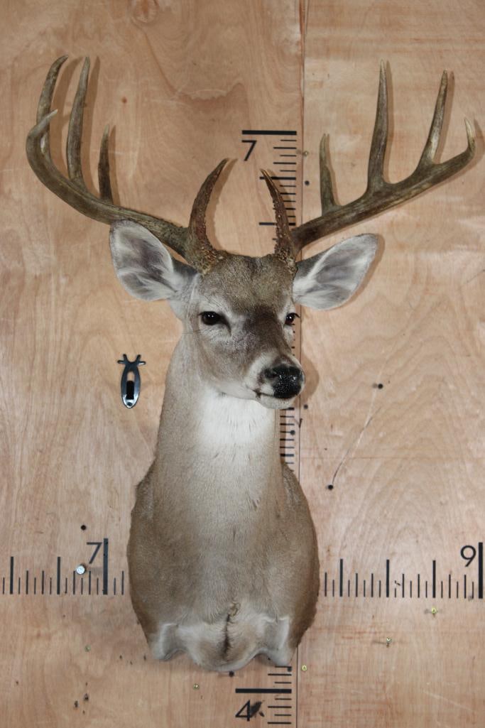 10-Point Typical WHITETAIL DEER Shoulder Mount with a Wide Rack - 2