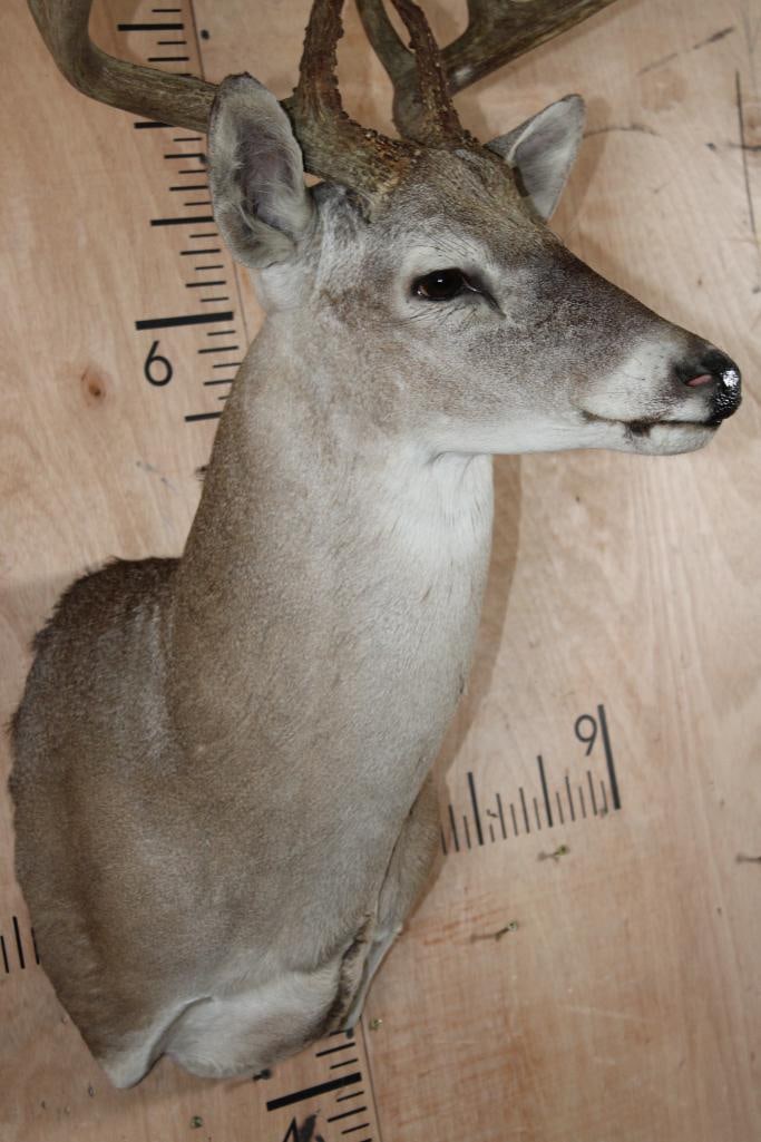 10-Point Typical WHITETAIL DEER Shoulder Mount with a Wide Rack - 6