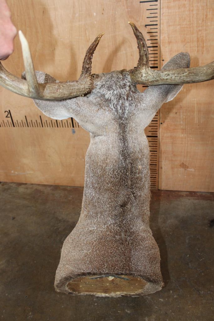 10-Point Typical WHITETAIL DEER Shoulder Mount with a Wide Rack - 8