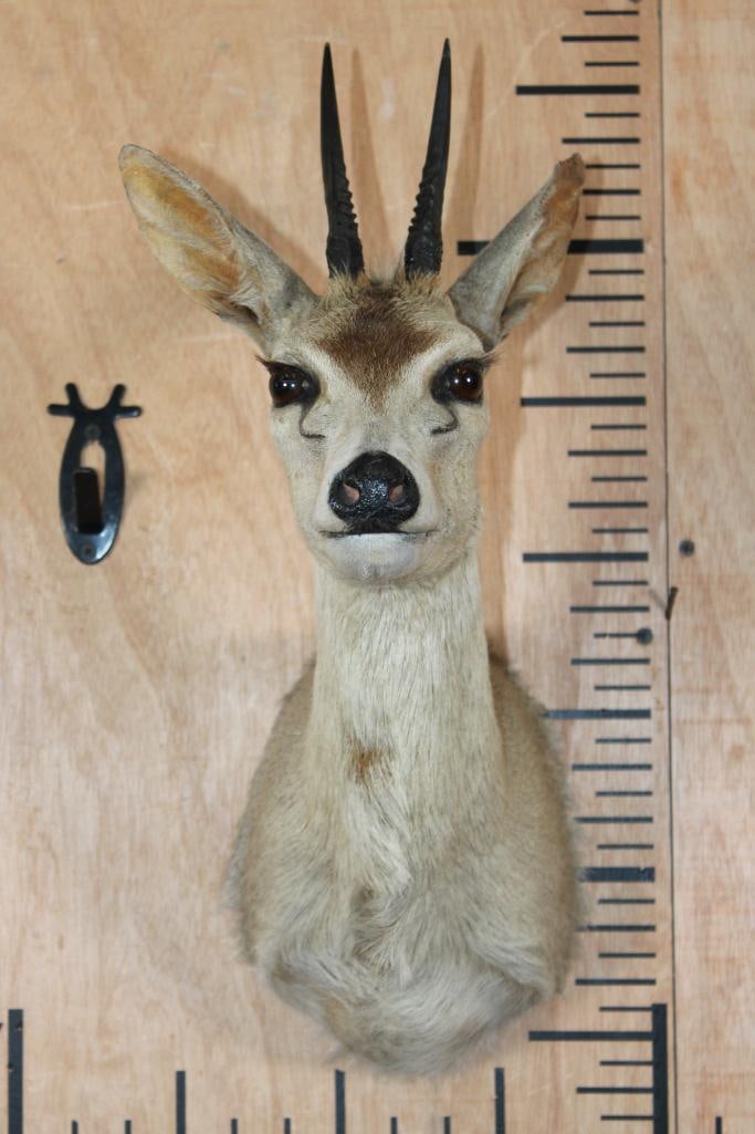 COMMON DUIKER Shoulder Mount: Nice and Clean COMMON DUIKER Shoulder Mount. The Left Horn measures 4 3/8" Long and the Right Horn measures 4 7/8" Long. It is in Good Condition. TAXIDERMY 
