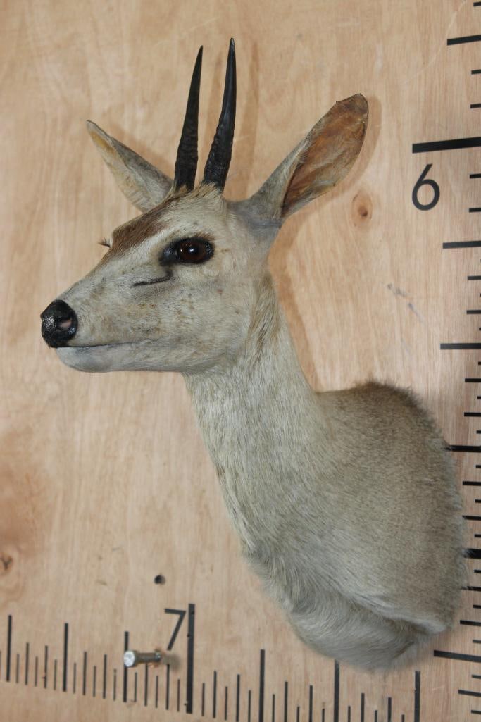 COMMON DUIKER Shoulder Mount - 2