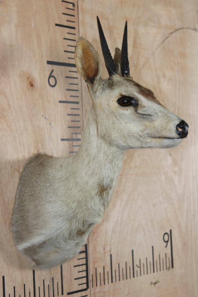 COMMON DUIKER Shoulder Mount - 3