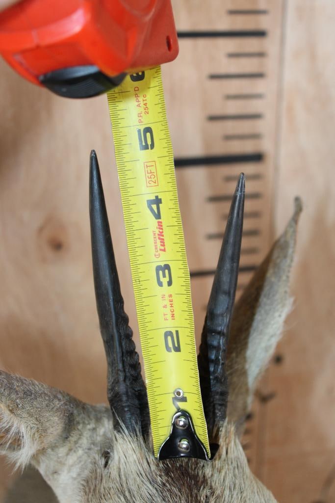 COMMON DUIKER Shoulder Mount - 4