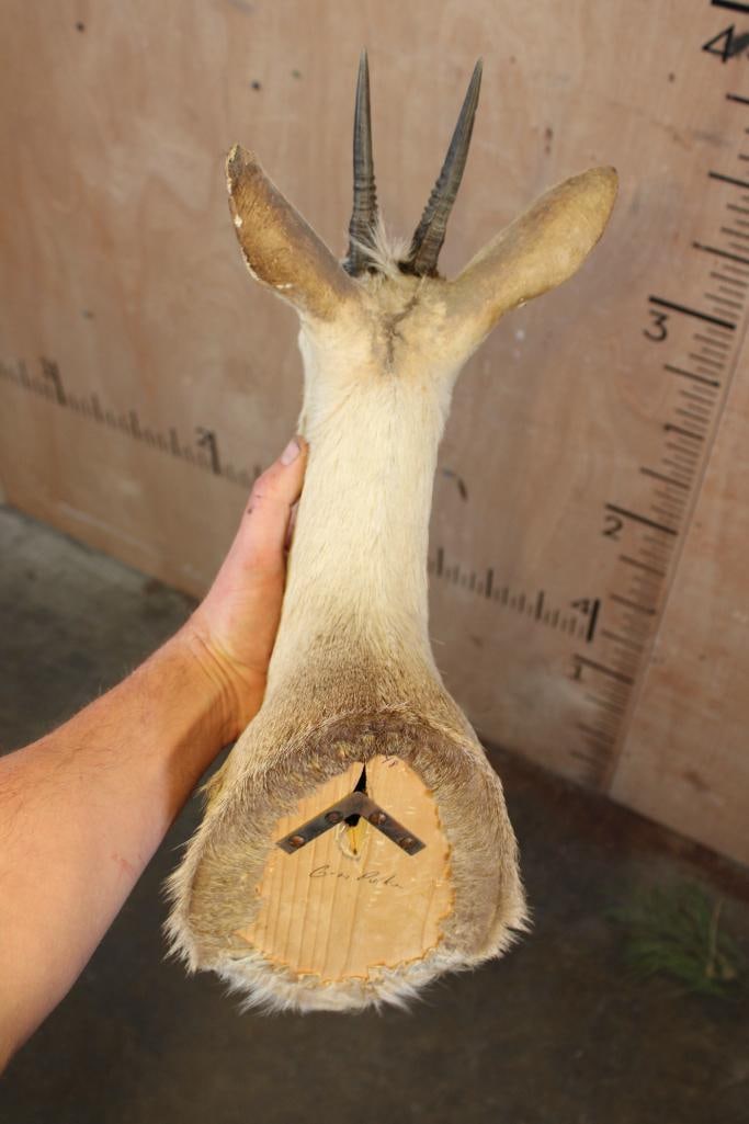 COMMON DUIKER Shoulder Mount - 5