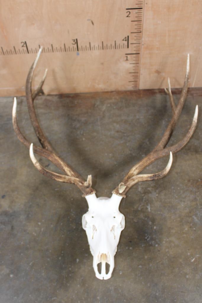 A-Grade 12-Point ELK Skull: Very Nice and Clean A-Grade 12-Point ELK Skull. It has All its Teeth, the Nasal Turbinates are intact and has a 36.5" Spread. TAXIDERMY SKULLS 