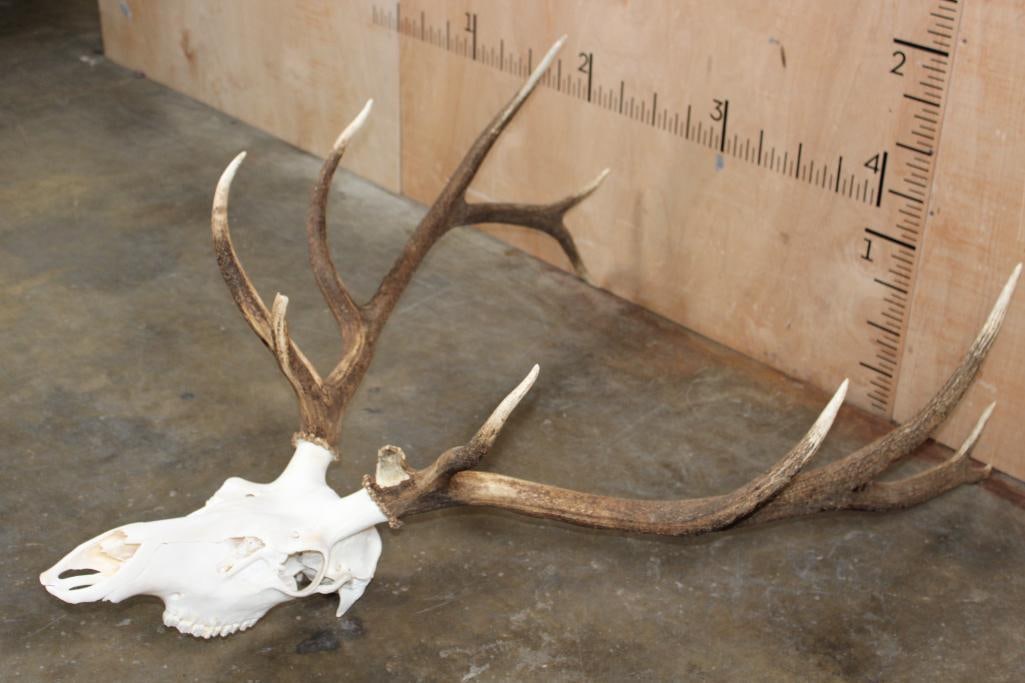 A-Grade 12-Point ELK Skull - 2