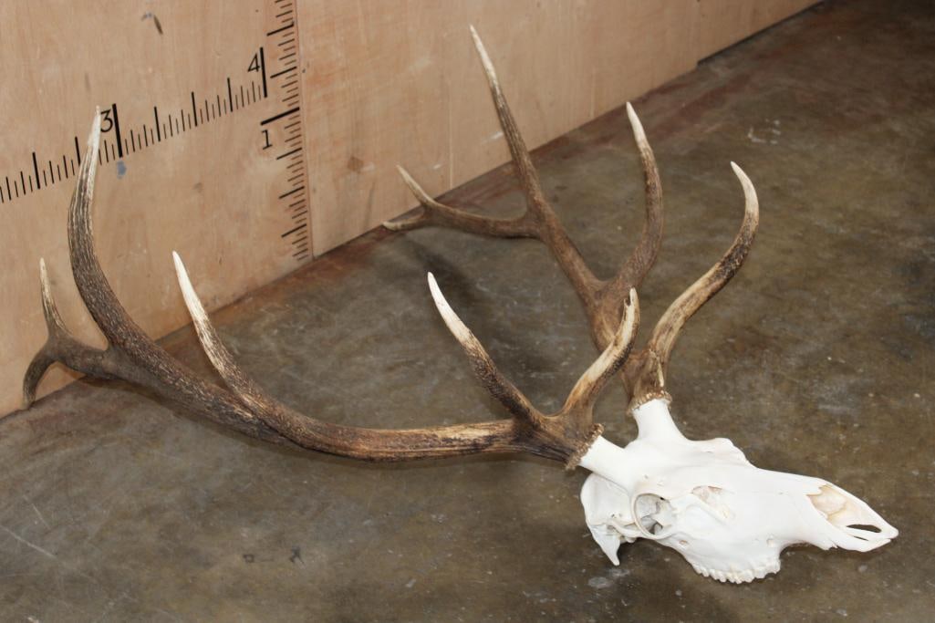 A-Grade 12-Point ELK Skull - 3