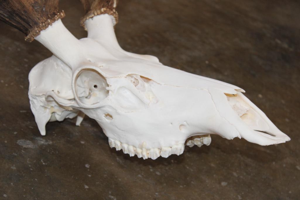 A-Grade 12-Point ELK Skull - 4