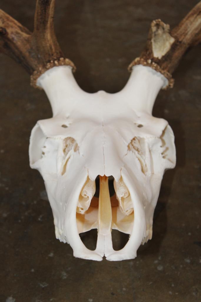 A-Grade 12-Point ELK Skull - 5