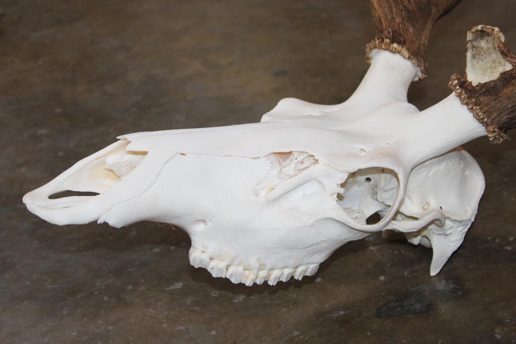A-Grade 12-Point ELK Skull - 6