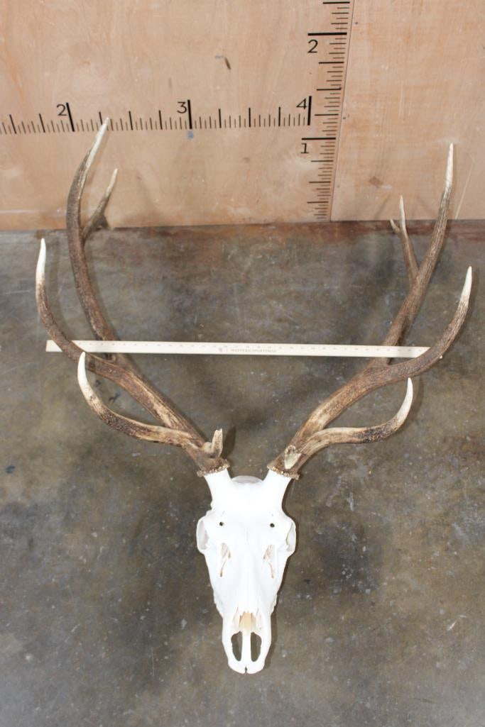 A-Grade 12-Point ELK Skull - 7