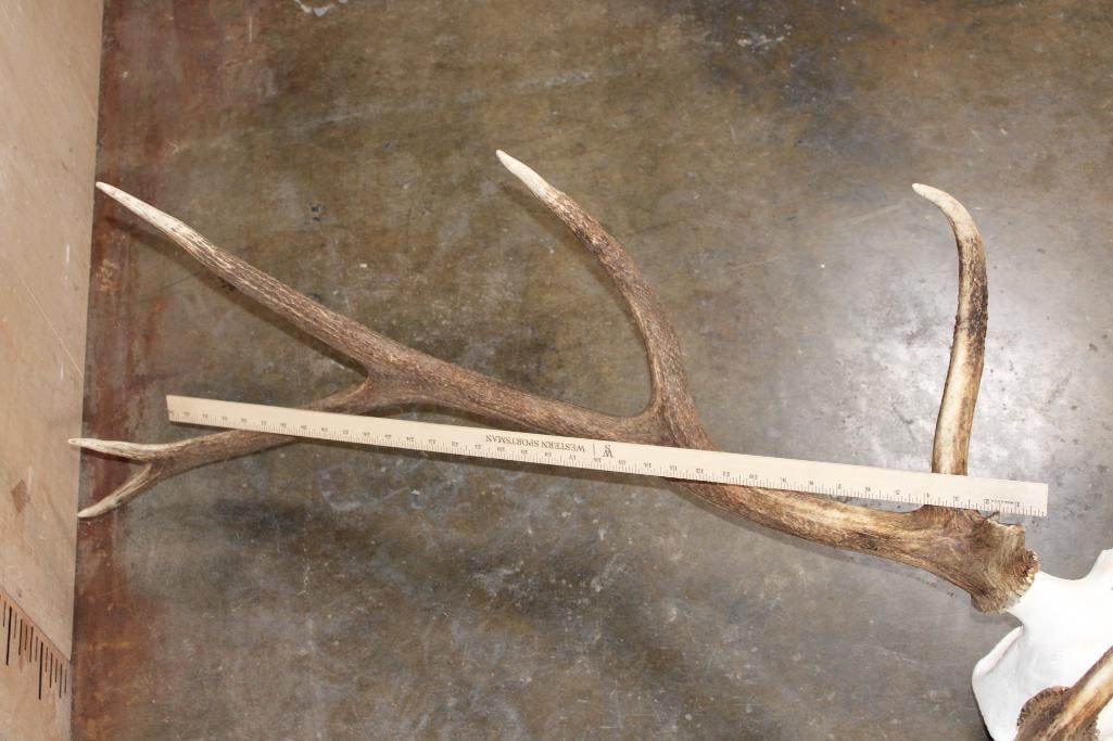 A-Grade 12-Point ELK Skull - 9
