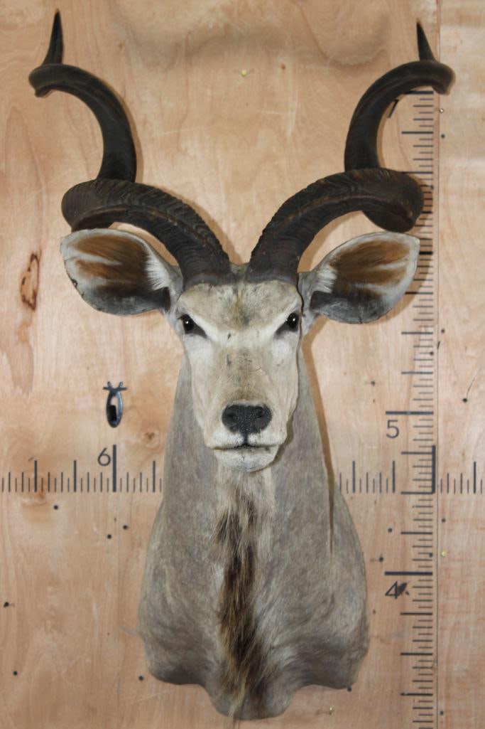 Big KUDU Shoulder Mount: Big KUDU Shoulder Mount. The Left Horn measures 15.75" around the Spiral Ridge and the Right Horn measures 52" around the Spiral Ridge. TAXIDERMY 