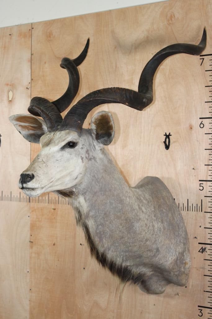Big KUDU Shoulder Mount - 2
