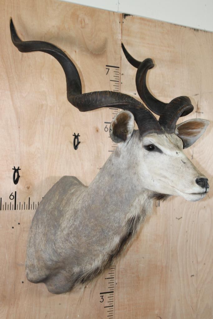 Big KUDU Shoulder Mount - 3
