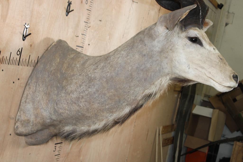 Big KUDU Shoulder Mount - 4
