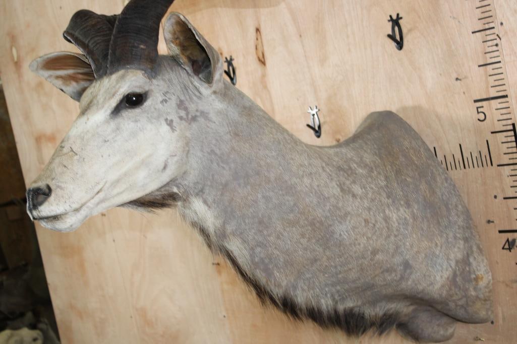 Big KUDU Shoulder Mount - 5