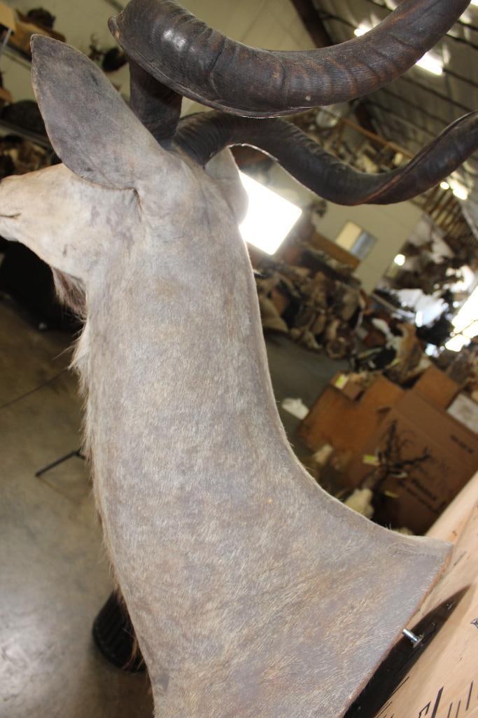 Big KUDU Shoulder Mount - 6