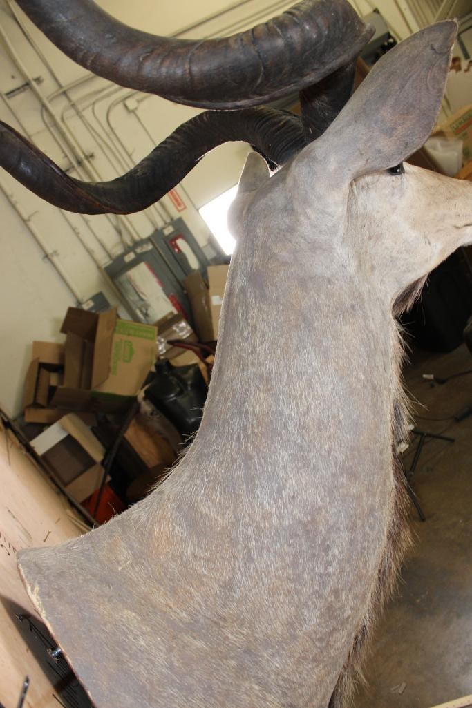 Big KUDU Shoulder Mount - 7
