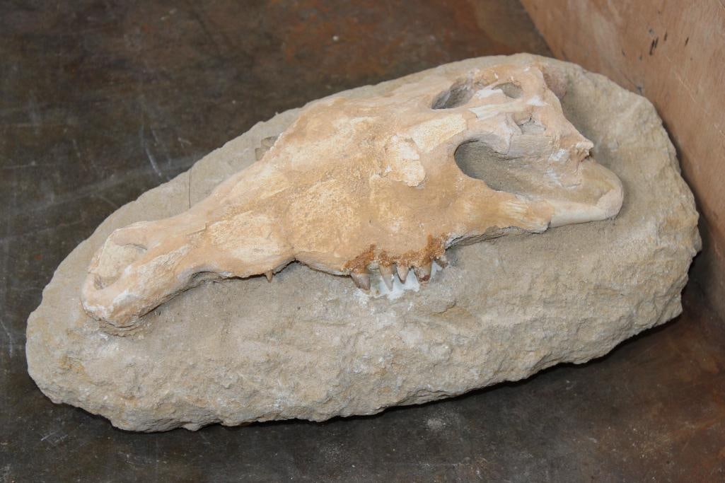 Fossilized CROCODILIAN Skull in a Matrix Display: Fossilized CROCODILIAN Skull Specimen in a Matrix display. This is a museum restoration and construction from Morocco with lots of teeth. It measures 14" Long x 7" Wide x 5.5" Thick and the Total