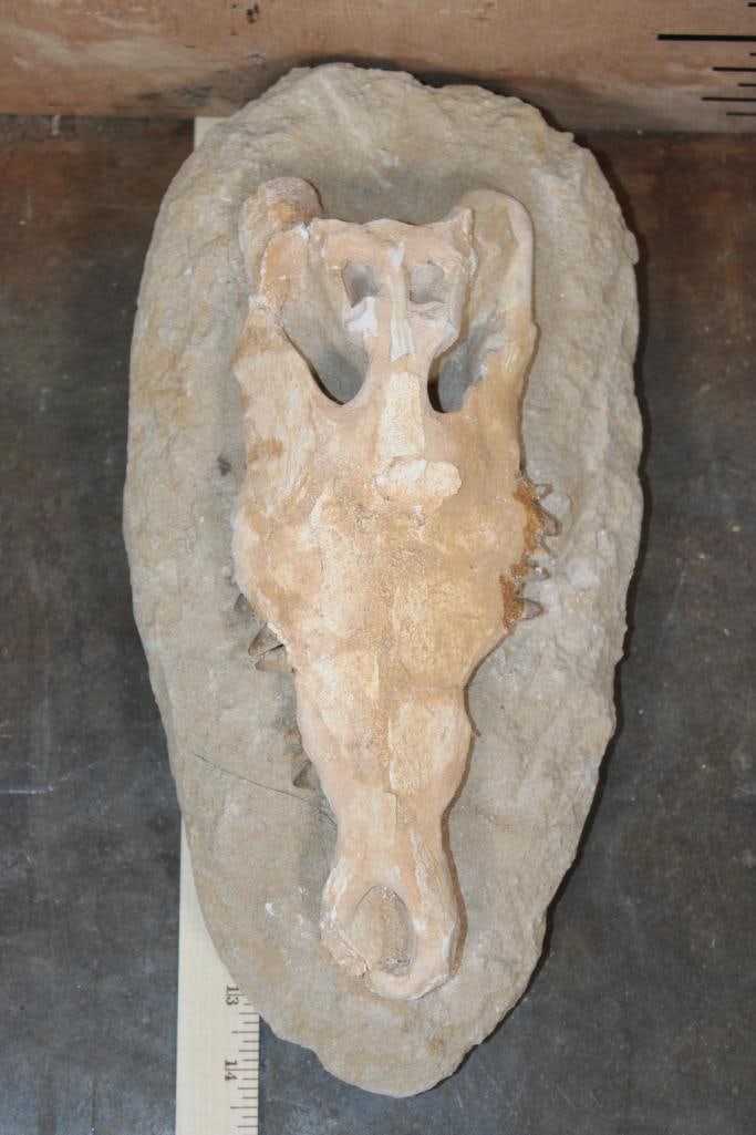 Fossilized CROCODILIAN Skull in a Matrix Display - 2