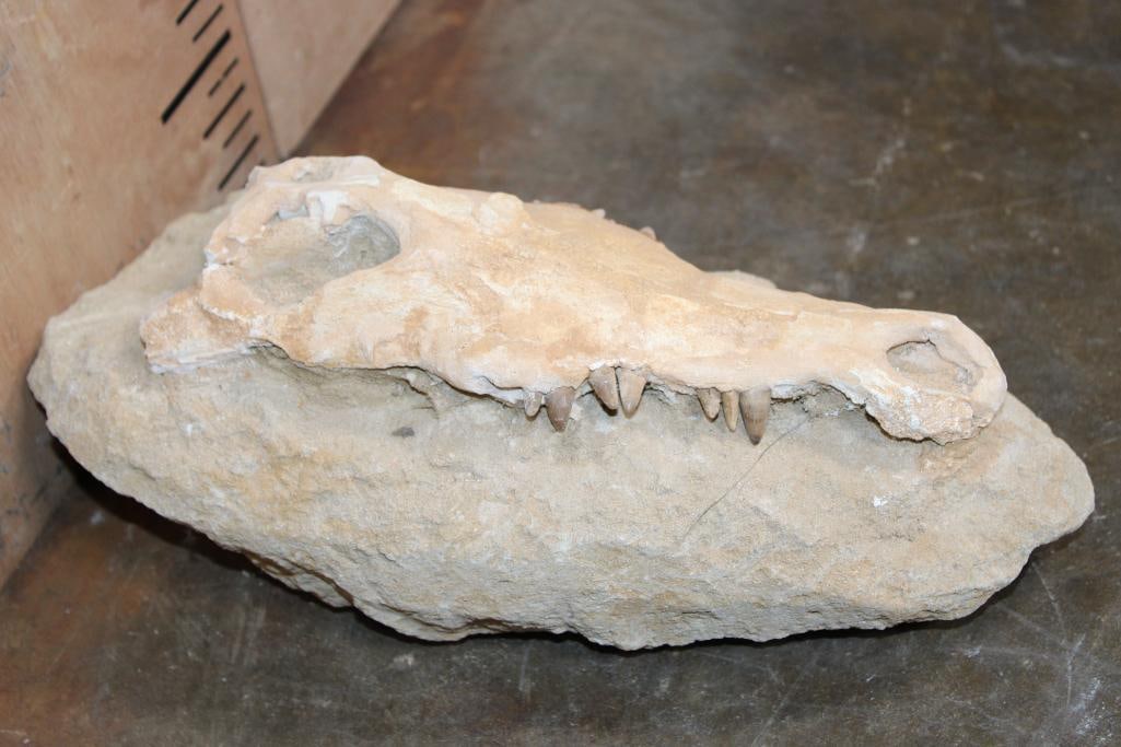 Fossilized CROCODILIAN Skull in a Matrix Display - 3