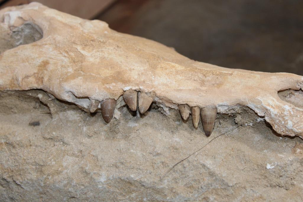 Fossilized CROCODILIAN Skull in a Matrix Display - 4