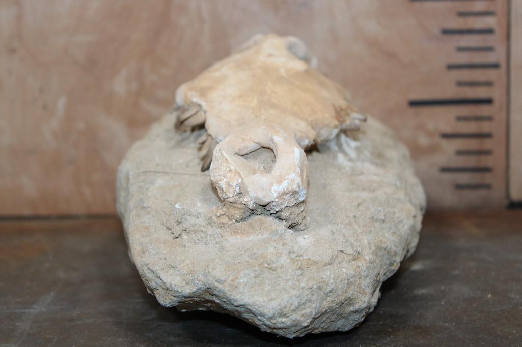 Fossilized CROCODILIAN Skull in a Matrix Display - 7